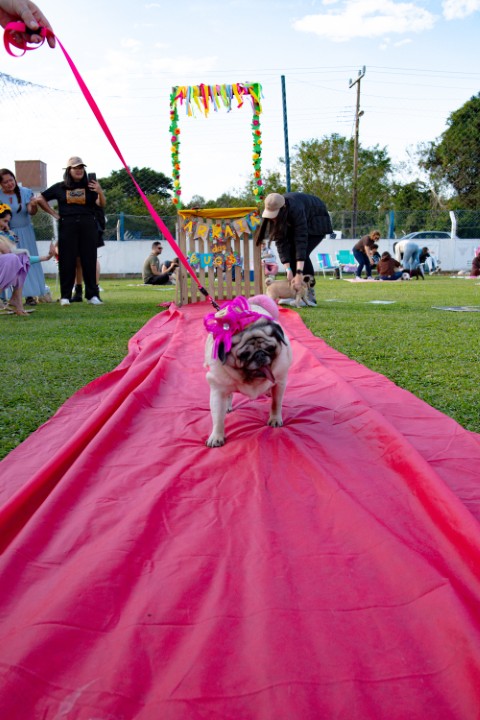 Foto do Pugnic 2026